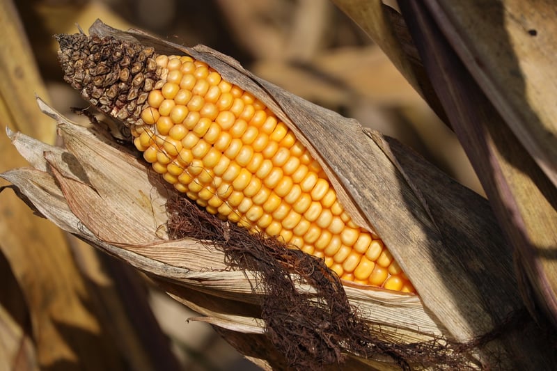 Seasonal Crops