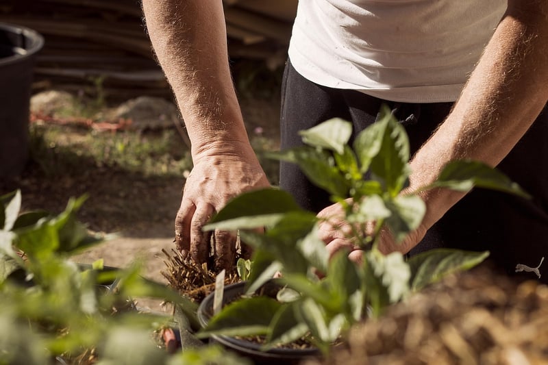 Community Garden